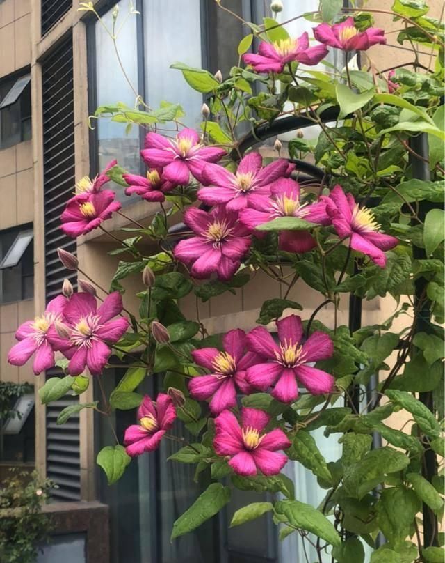  『露台花园』造花园，一定不能少这3种花，每一种都是当之无愧的开花机器！