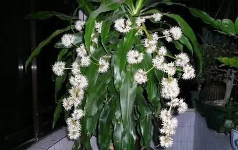  「适合」最好养的盆栽植物，一个月不浇水也能活，适合室内栽种！