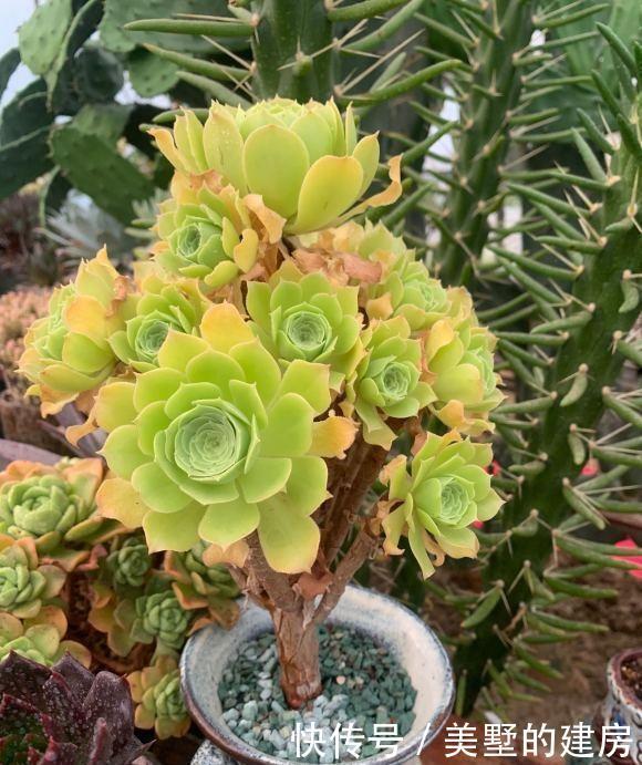 适得其反|养多肉,不要有“求快”心理,循序渐进,求快小心“适得其反”