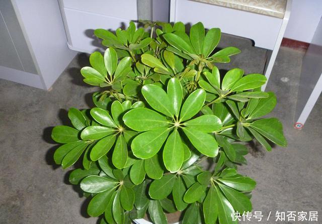 【家里】3种花养“家里”,吸毒气、制氧气,旺人又旺财,适合多养二三盆