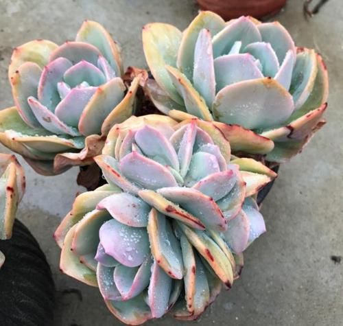  植物■把水浇在多肉植物的叶片上？这么做，容易让叶片受损