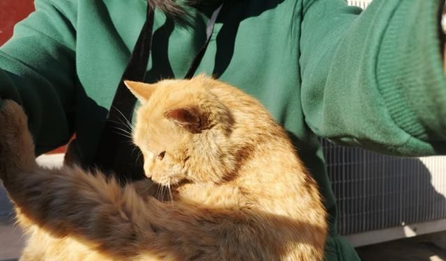 [粘人]主人趴床上玩手机，衣领处意外钻出猫头，猫咪：休想无视我