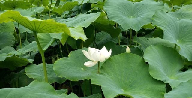  莲藕■农田里长出的“宝贝”，知道是什么吗？其实你每天都有见过