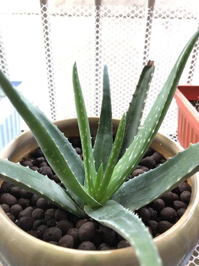  植物@家里养这些花的，最好别对它们“献殷勤”，不然分分钟“死给你看”