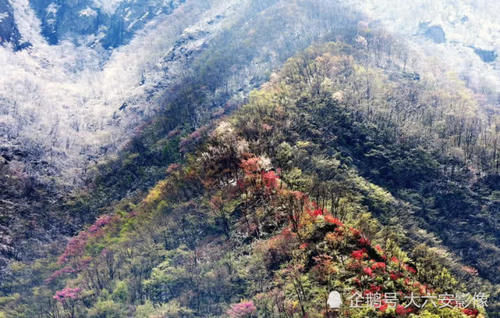  『马鬃岭』春雪降落大别山，天堂寨、马鬃岭景区银装素裹，更加壮美动人