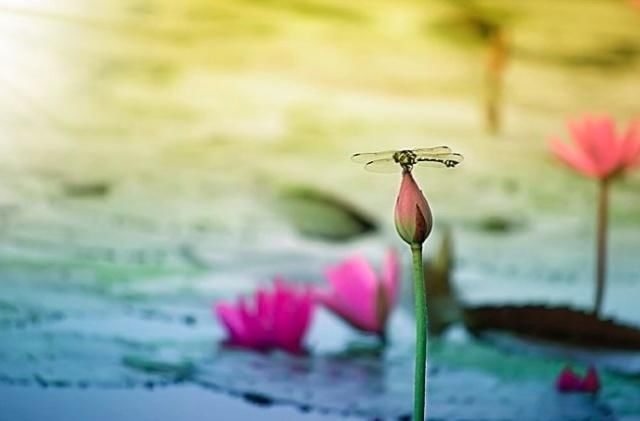 杨万里的这首诗太美，短短二十八字，便惊艳了整个！