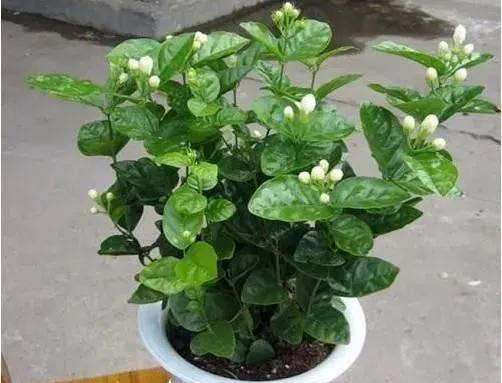  「还要」比香水还要香的9种花，养在阳台上，满屋飘香