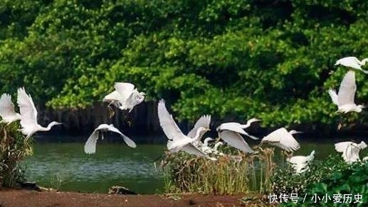 中国最大的一棵树，千万只鸟的天堂，被写进了小学课本