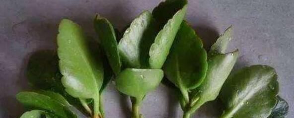  旺盛■长寿花不用买，掐个枝条埋土里，长势旺盛生根快，当年即可开爆盆