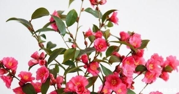  『打开』一朵花|一朵花茶，同时可以打开一百朵花