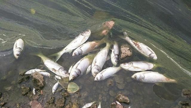  #野钓#晚秋野钓黄金时，出钓遭遇水锈塘，把握它的来龙去脉，从