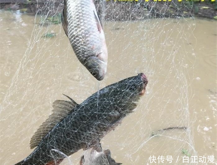  新造@鱼哭死了，义乌新造“自动吸鱼器”，一扔一收，天天喝不完