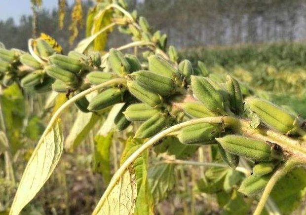  「芝麻」农村渐渐消失的3种农作物，认识两个说明你很有生活！