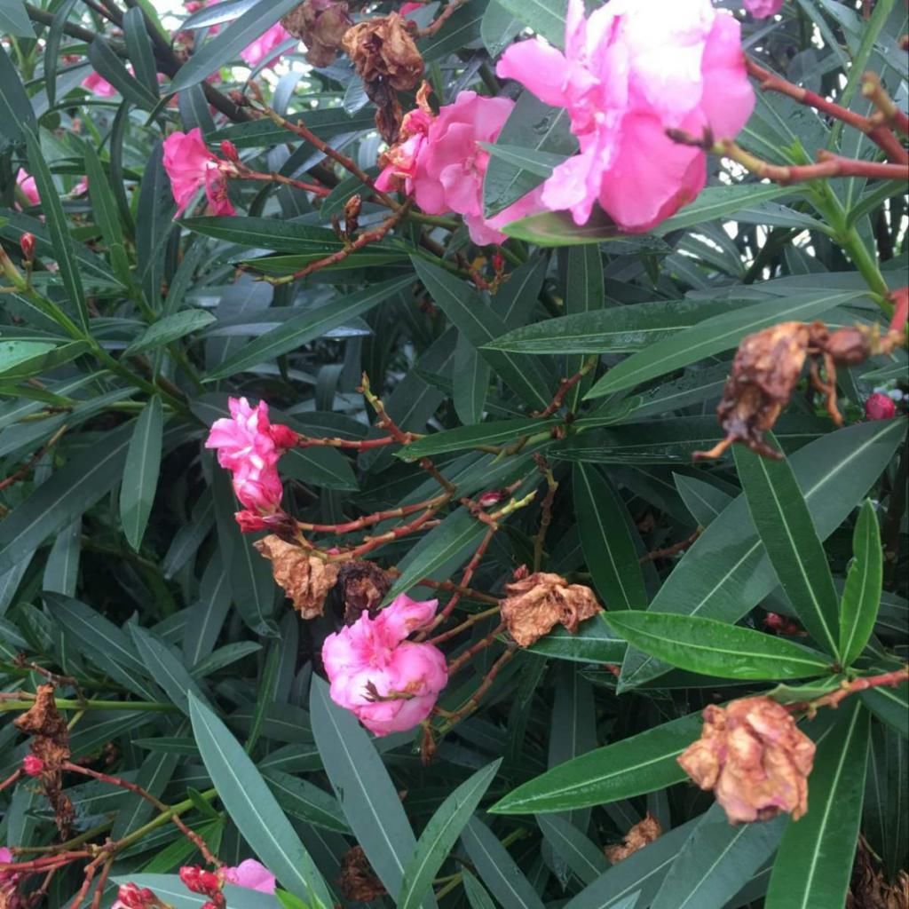  『家里养护』夹竹桃虽然有毒，但是开花美极了，养护时千万离远点！