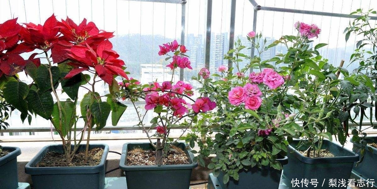 适合@4种人不适合养花,家里的盆栽绿植很快就死,白花钱!