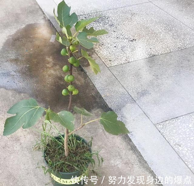  『果子』一个花盆就能种的果树来了，一个果树挂上百个果子，味道鲜美
