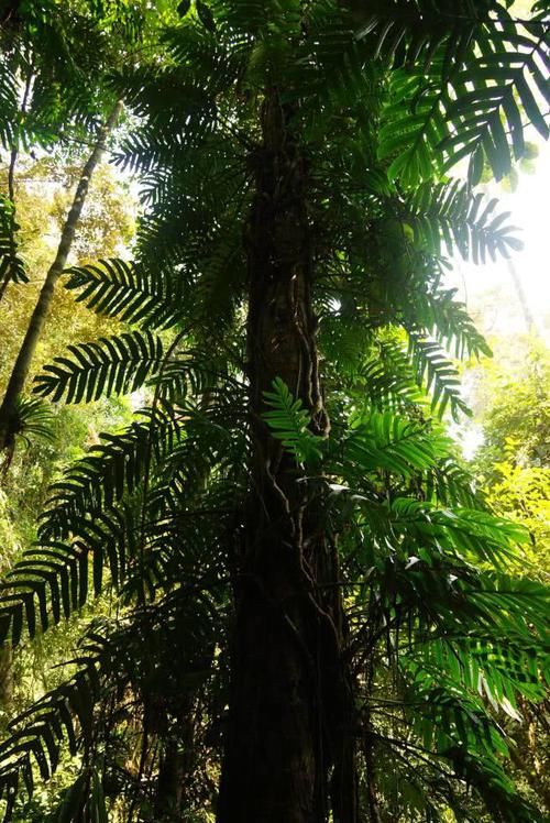  『附生植物』某些植物的有趣现象，它们会“附身”在其他植物上！