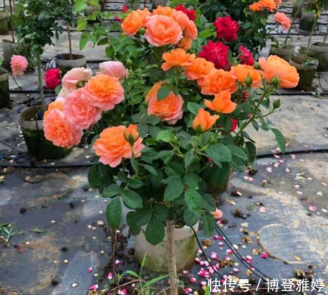 适合@我国这几种花卉,都适合在院子里种植,有条件的建议种几株