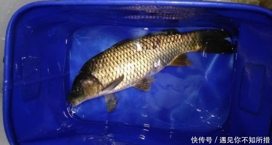  [酒米窝料]自制鲤鱼窝料，钓获一条8斤的鲤鱼，还有一箱野生大板鲫鱼