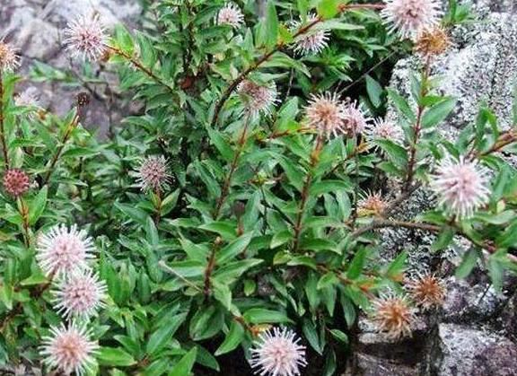  团花■这种盆景会长“水团花”，清秀雅致，耐修剪、易养活，新手都能种