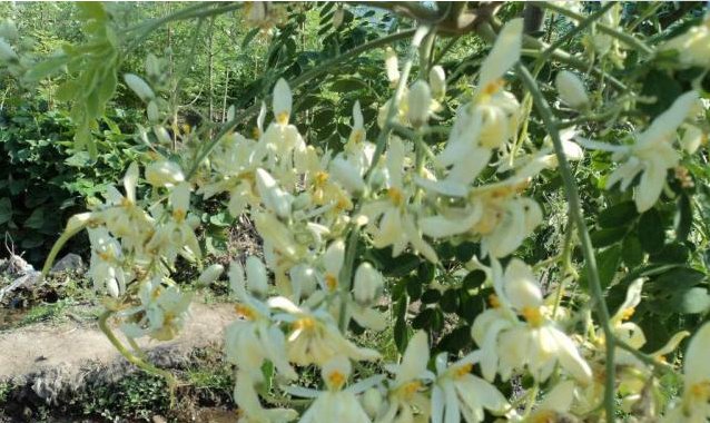  「我国」是印度国宝，刚入我国时百元一斤，如今价低没人要