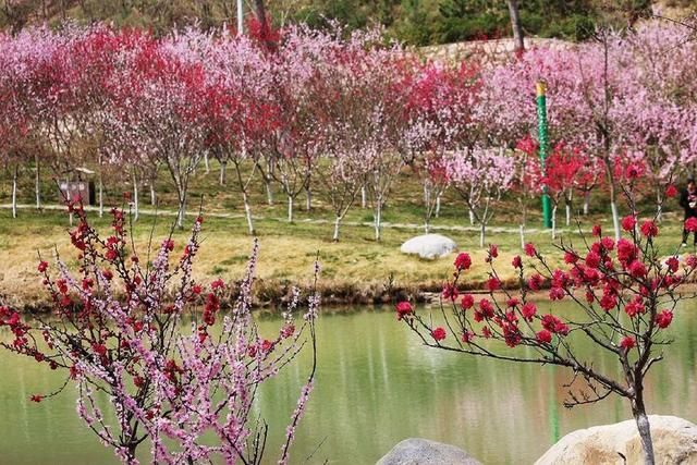 三月春暖花开,又到了寻花问柳的季节!