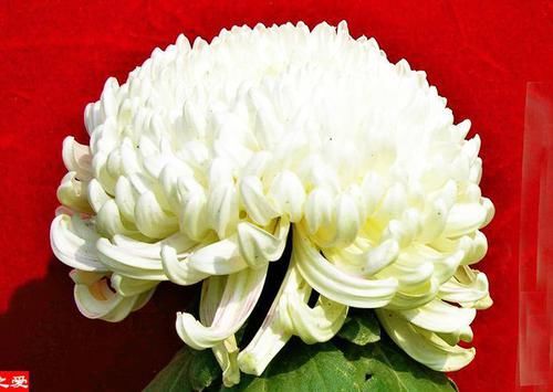  黄水：喜欢菊花，不如养盆“菊中精品”黄水明珠，花似荷包蛋，调皮可爱