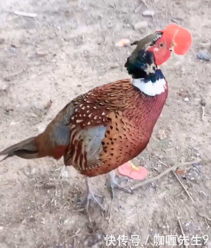 农民养殖野生的“它”，营养价值高，论只卖百元，年赚几十万！