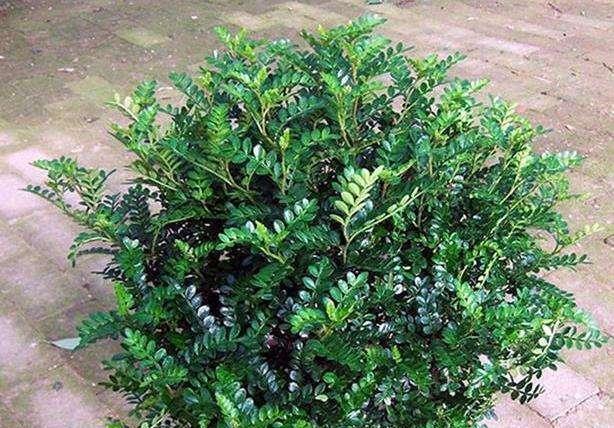 『家里』这“3种”植物,再贵也要养,杀菌又除臭,家里养1盆,身体更健康