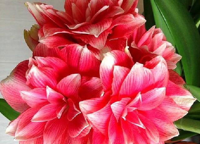 就能开出大@球根花中的“霸王”,但名字不好听,很多人一听就不养,真可惜