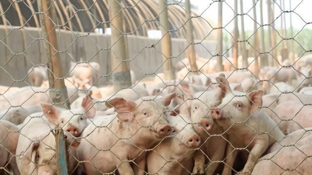  环境承载能：养猪农户注意到虽然不限制繁殖数，但不能超过这个数量