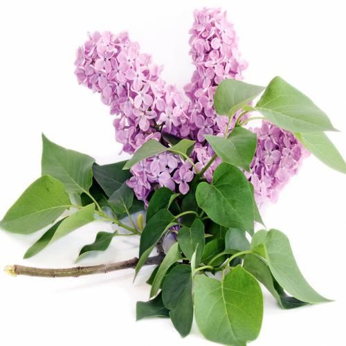  『植物』老公很懂花草，在院子里种上些植物后，每到花季都有人观赏拍照