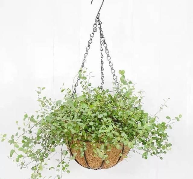  [植物]吊兰的植物美学：这几款美美的吊兰，你最爱哪一款？
