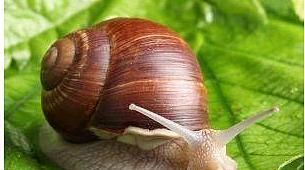  「农村」农村养殖，八大骗局