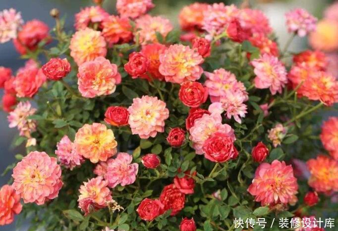【小花】“3种小花”,爆盆快,好养活,养在家里太美了!