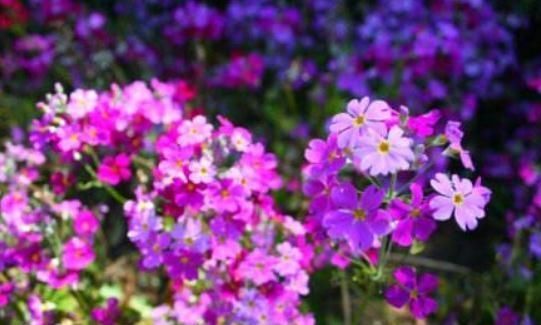  养盆@阳台养盆“矮雪轮”，花多、颜色艳，沾土就开花，便宜好养活