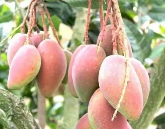  『空地』家有空地，一定种上这几款果树，一年四季吃不完来年亩收入2万元