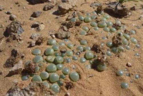 非洲最会“骗人”的植物，把自己伪装成玉石，中招的游客不计其数