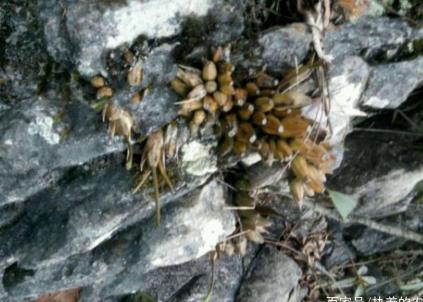 这种野生物，9年前父亲不重视，如今稀少珍贵好难遇，价值极高