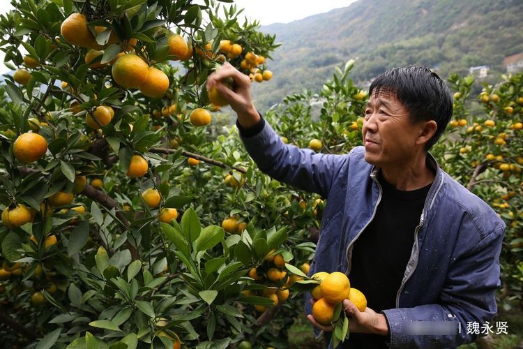  #水果#60后夫妻种果树23年，百亩果园一年纯收入达五六十万元