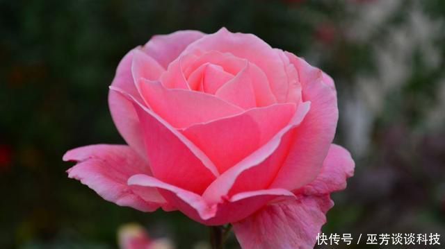 『越狠』适合养在阳台的3种花,晒得越狠开花越好,四季赏花不断,美极了