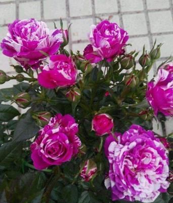  【年长】这花真好看，1年能开200天，种一棵，2年长一片，左邻右舍都喜欢