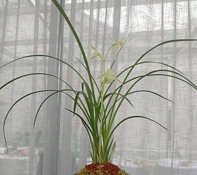 牢记|养兰花,牢记“欲速则不达”,这样兰花才容易长旺开花