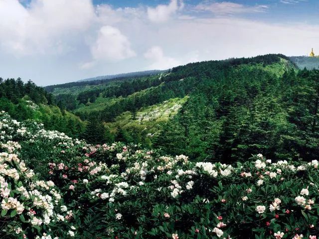 峨眉山美惨了！高山杜鹃成片绽放，太惊艳太壮观！