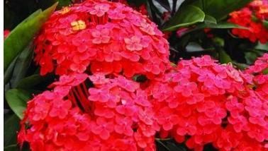  「绣球」爱上养花，就养木绣球龙船花，花色丰富秀美，降压镇咳功效好