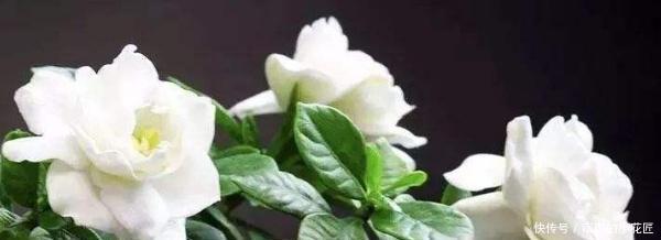 「栀子花」栀子花叶子蔫了怎么办