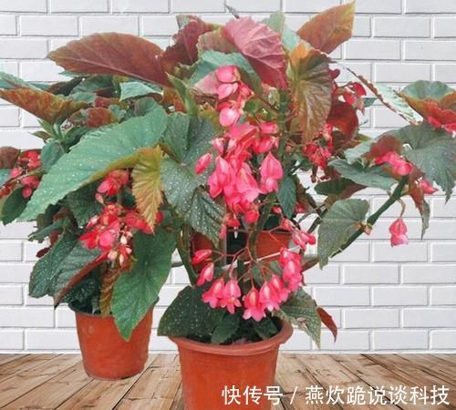  「春天」春天养花选它，满树红花，红红火火，一年四季都开花，是盆栽佳品