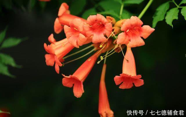  「凌霄花」凌霄花需不需要摘顶，养护凌霄花要注意什么？