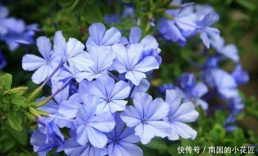 【金闪闪】新手养花,不如养5种花中精品,爆发力足,开花金闪闪,美极了