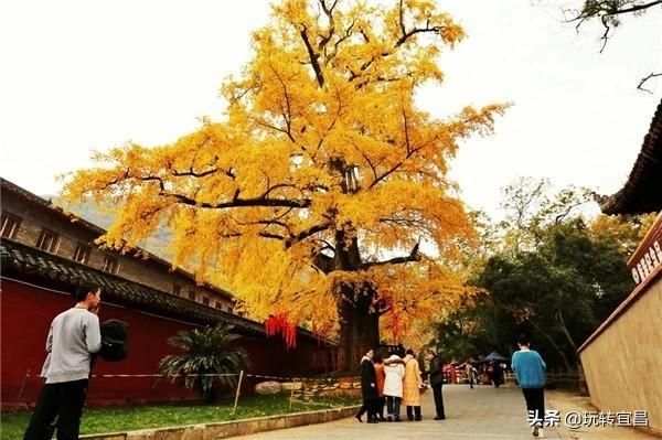 湖北当阳玉泉寺，千年银杏身“披”黄金甲